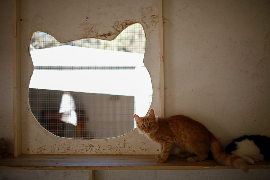 A cat stands by a window at the Tala Monastery Cat Park in the Cypriot village of Tala, near the coastal city of Paphos. PHOTO: AFP