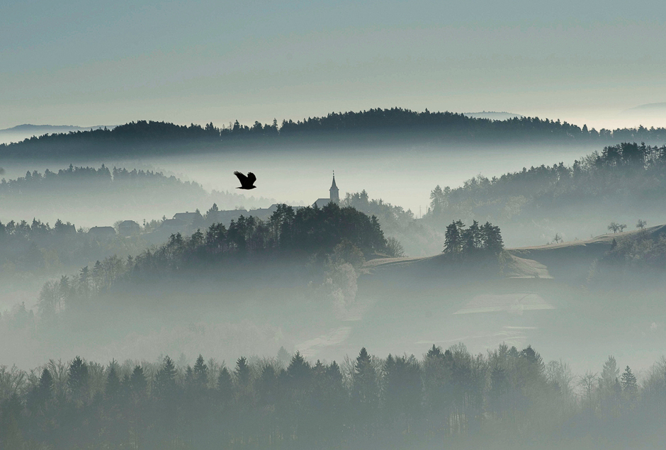A bird flies over the foggy country in Zlebe, Slovenia. PHOTO: REUTERS