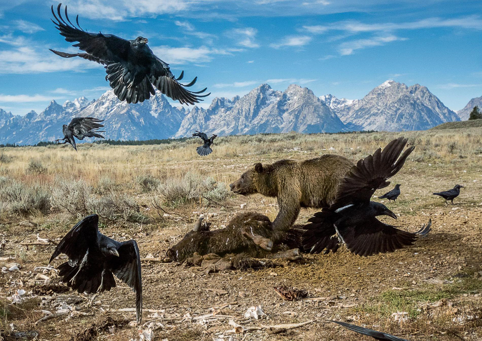 Parts of the Yellowstone region are wilder now than theyâve been in a century. Grizzlies are spreading. This one, in Grand Teton National Park, fends off ravens from a bison carcass. Workers moved it away from the road to keep scavengers and tourists apart. PHOTO: CHARLIE HAMILTON JAMES/NATIONAL GEOGRAPHIC