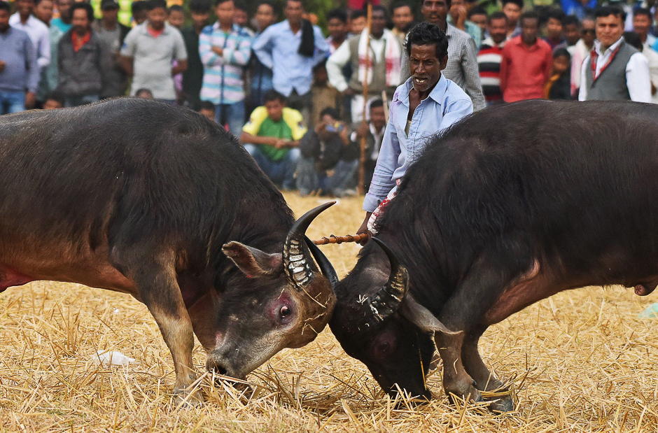 Buffaloes fight at a cultural event during the Assamese festival of 