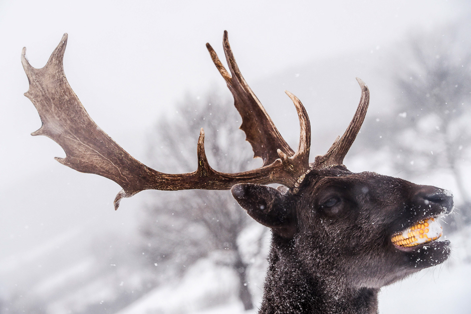 A stag eats a piece of corn on a snow-covered field in the village of Dumnice near the town of Vushtrri. PHOTO: AFP