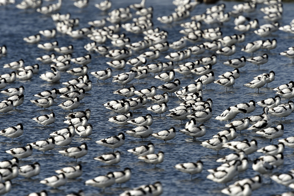 This picture shows a flock of pied avocets resting in the Budai salt fields in Chiayi, southern Taiwan. PHOTO: AFP