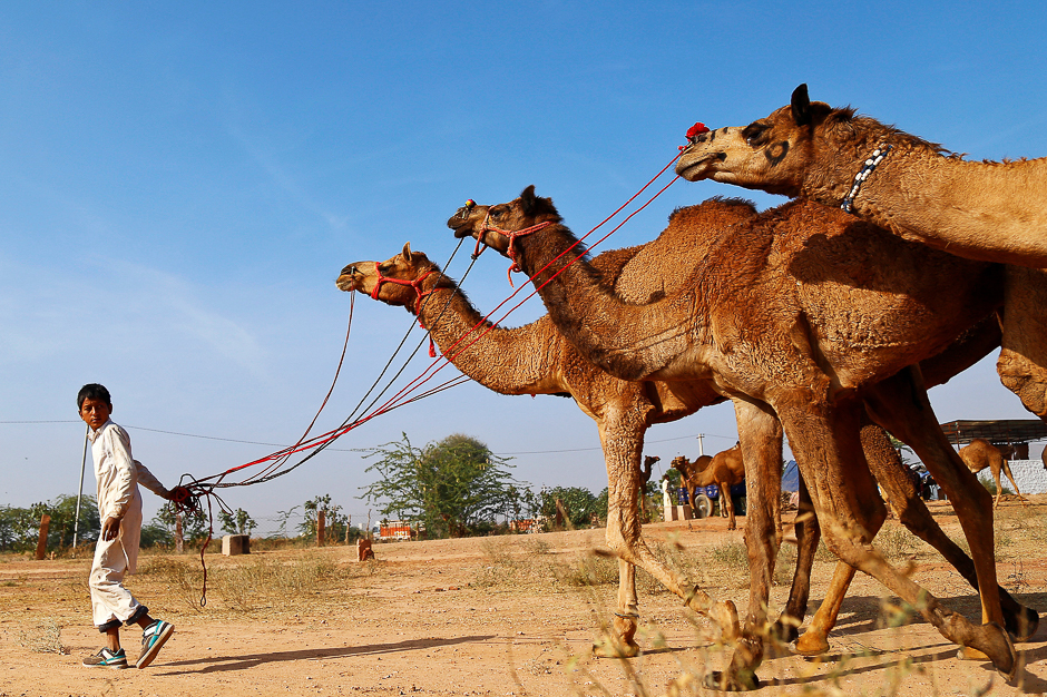 A boy arrives with his camels at the Nagaur cattle fair, where animals like camels, cows, horses and bulls are brought to be sold or traded, in Nagaur district in the desert state of Rajasthan, India. PHOTO: REUTERS