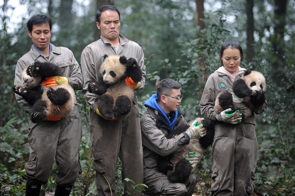 Researchers hold giant panda cubs during an event to celebrate China's Lunar New Year in a research base in Ya'an, Sichuan province, China. PHOTO: REUTERS