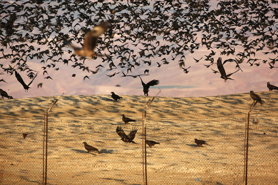 Black kites and starlings fly next to the Israeli-Jordan border fence in the Jordan Valley in the West Bank. PHOTO: AFP