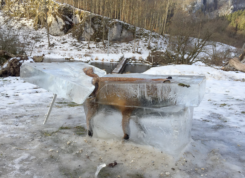 A block of ice with a frozen fox stands in Fridingen, southern Germany. The fox fell through thin ice on the river Danube on December 9, 2016 and drowned. PHOTO: AFP