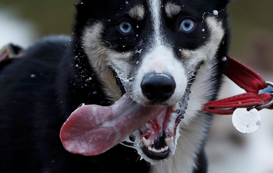 A Husky dog pulls a rig during practice for the Aviemore Sled Dog Rally in Feshiebridge, Scotland, Britain. PHOTO: REUTERS