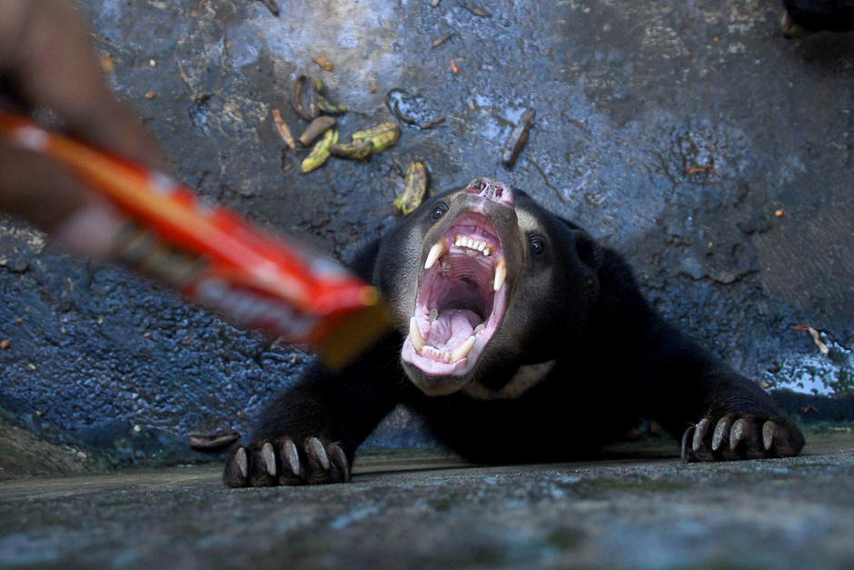 A sun bear is offered chocolate by a visitor in its enclosure at a zoo in Bandung. PHOTO: AFP