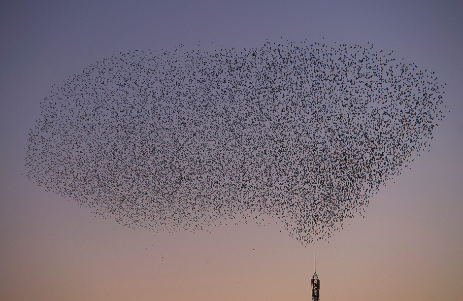 A picture shows a murmuration of starlings in the sky of Pontevedra, northwestern Spain. PHOTO: AFP