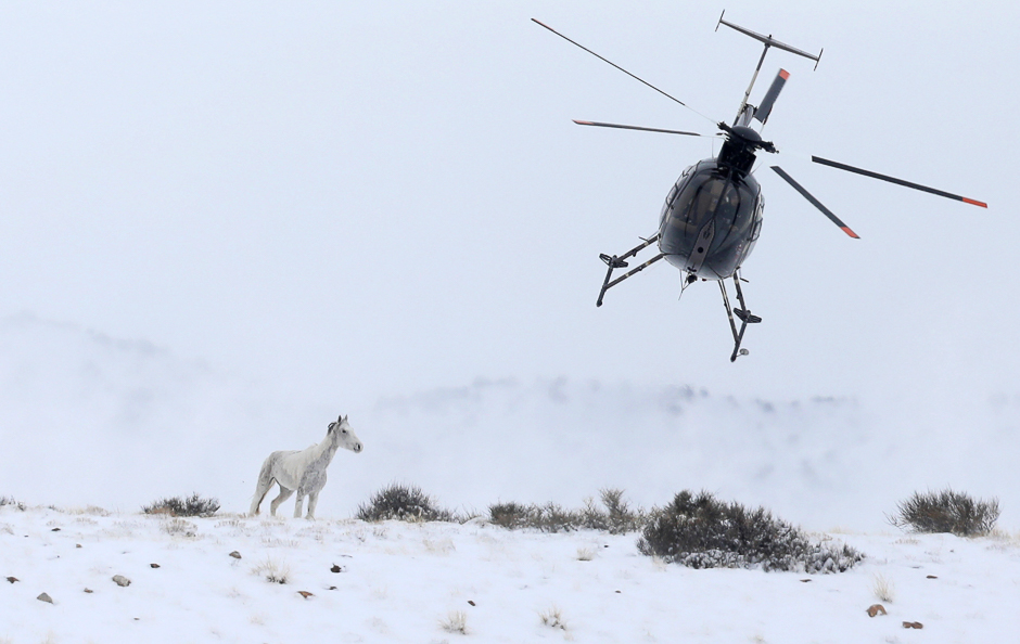 A wild horse is herded into corrals by a helicopter during a Bureau of Land Management round-up outside Milford, Utah, US. PHOTO: REUTERS