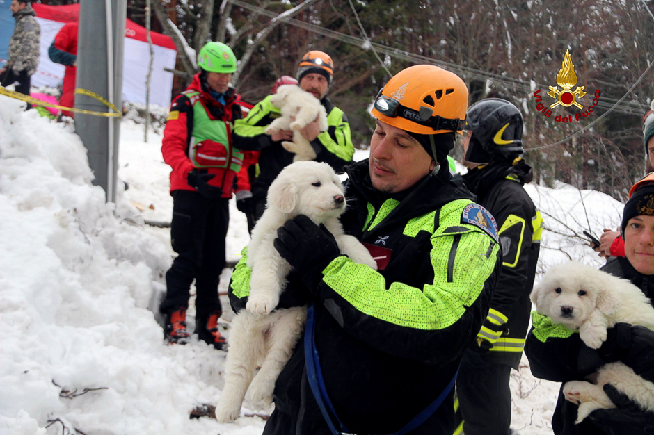 A firefighter holds one of the three puppies found alive in the rubble of the Hotel Rigopiano after the avalange, near Farindola, central Italy. PHOTO: REUTERS