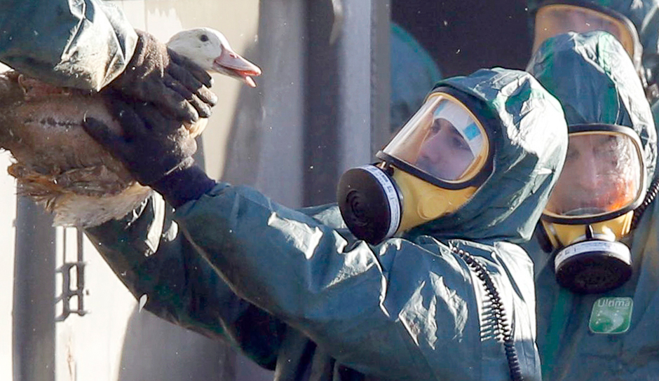 Workers gather ducks to be culled in Latrille, France, after France ordered a massive cull of ducks in three regions most affected by a severe outbreak of bird flu as it tries to contain the virus which has been spreading quickly over the past month. PHOTO: REUTERS