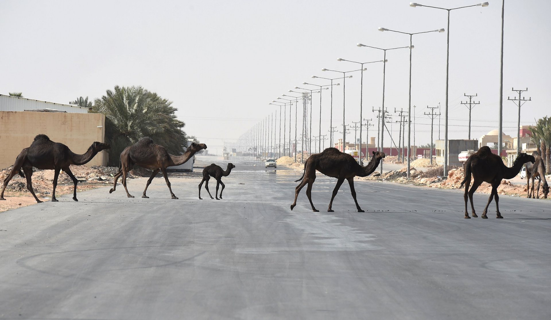 Camels are seen crossing a road, Janadriyah, Saudi Arabia. PHOTO: AFP
