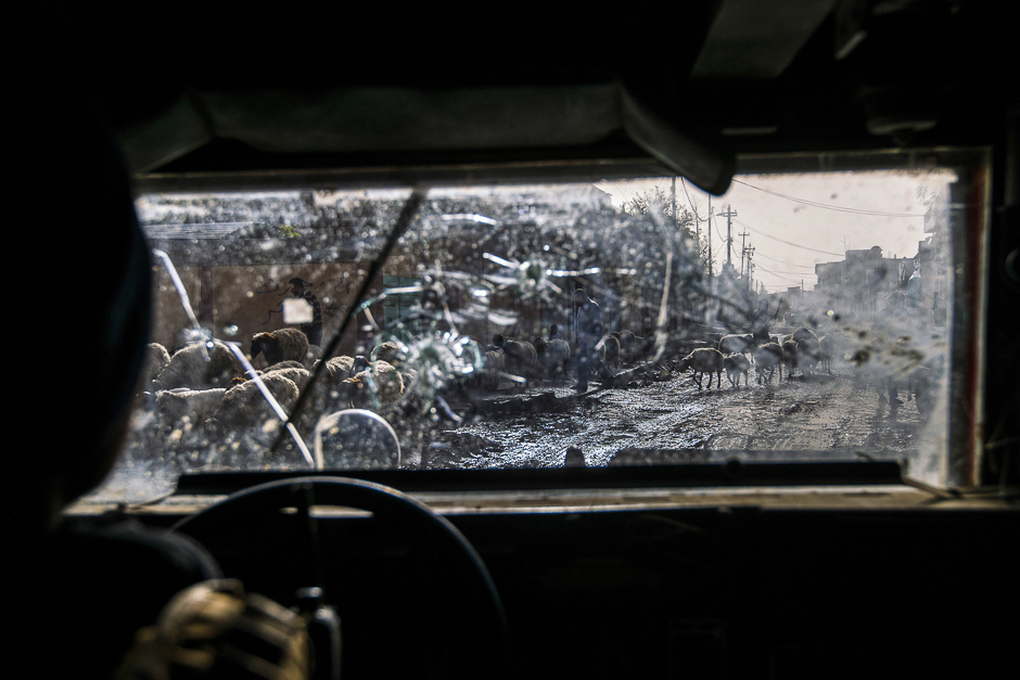 A picture taken through the bullet-riddled windshield of an Iraqi Counter Terrorism Service (CTS) Humvee shows a shepherd and his flock of sheep fleeing in eastern Mosul. PHOTO: AFP