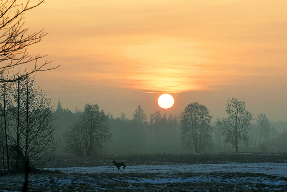 A deer jumps through a field at sunrise in Popielarze village near Warsaw. PHOTO: AFP