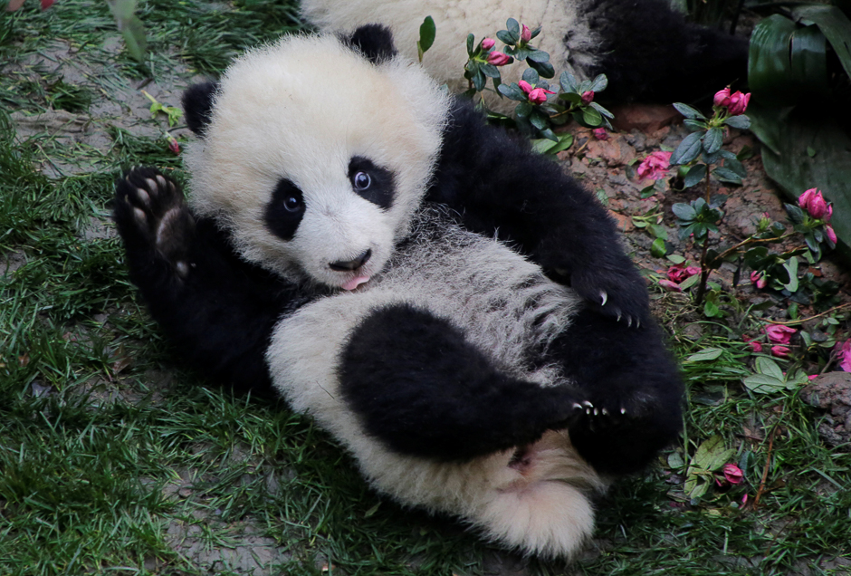 A baby giant panda plays at Chengdu Research Base of Giant Panda Breeding in Chengdu, Sichuan province. PHOTO: REUTERS