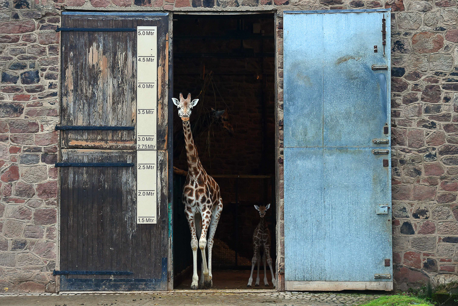 Murchison, a baby Rothschild giraffe (R), follows his mother Tula (L) from the Giraffe House at Chester Zoo in Chester, north-west England, as he steps out for the first time. PHOTO: AFP