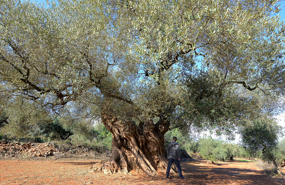 A woman looks at the millennia old olive tree, famous for 