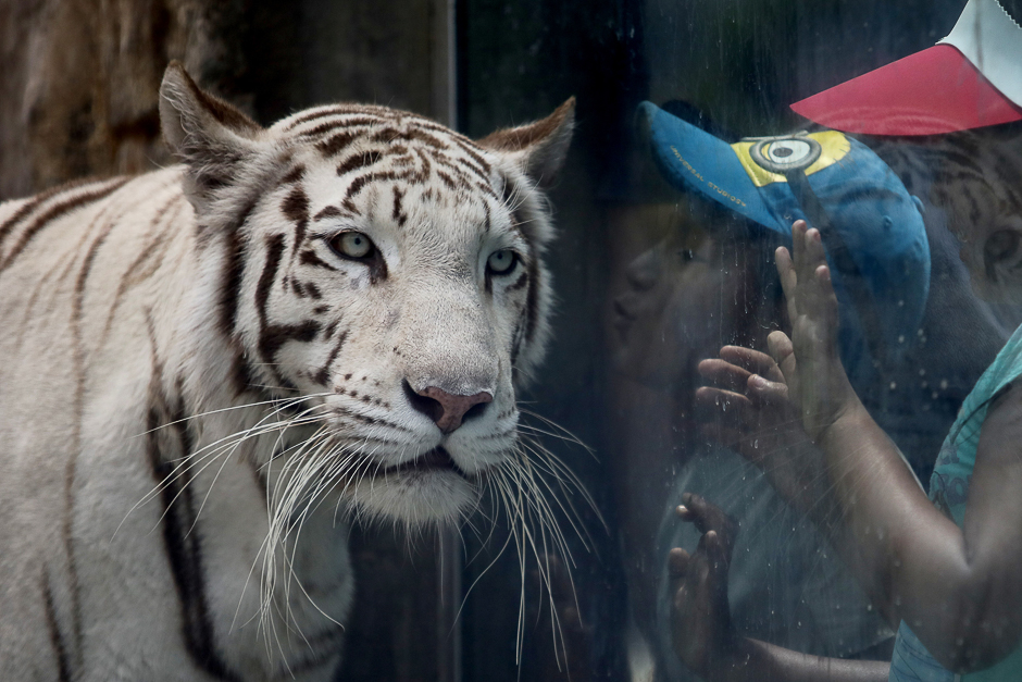 A child tries to kiss Civa Sumac, a White Bengal Tiger, winner of the âLa-Garra deoro,â (The Golder Claw) contest at the Hua Chipa Zoo in Lima, Peru. PHOTO: REUTERS
