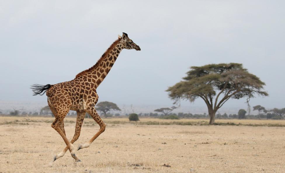 KENYA: A giraffe runs in Amboseli National park, Kenya August 26, 2016. REUTERS/Goran Tomasevic