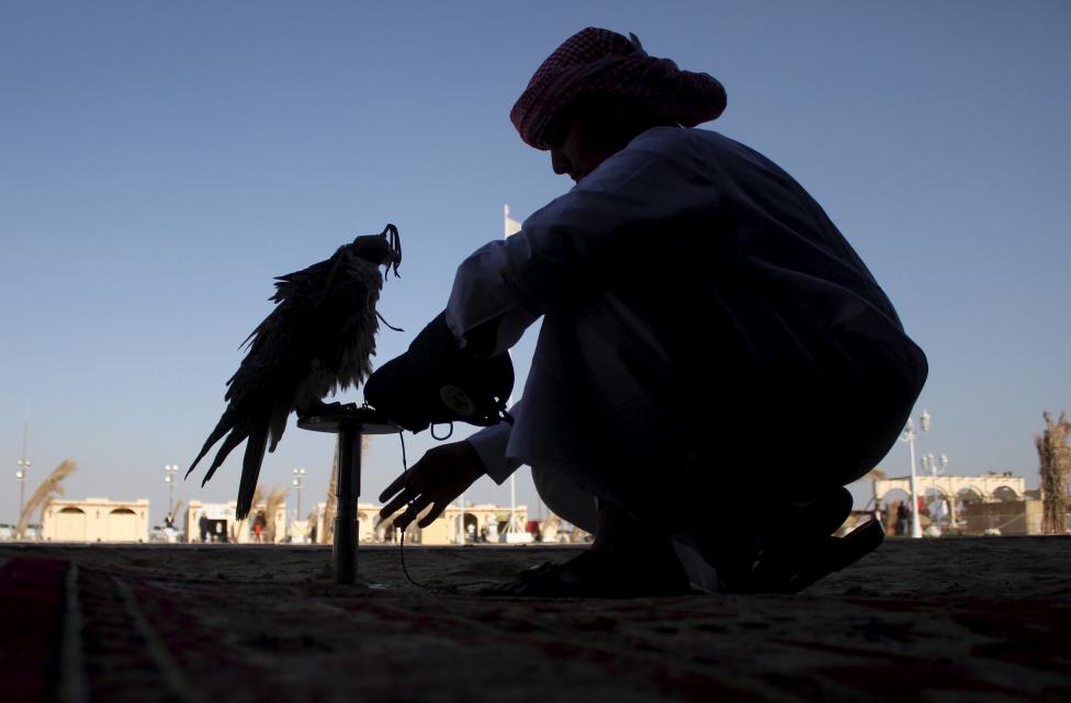 QATAR: A Qatari man prepares his falcon to participate in a falcon contest during Qatar International Falcons and Hunting Festival at Sealine desert, Qatar January 29, 2016. REUTERS/Naseem Zeitoon