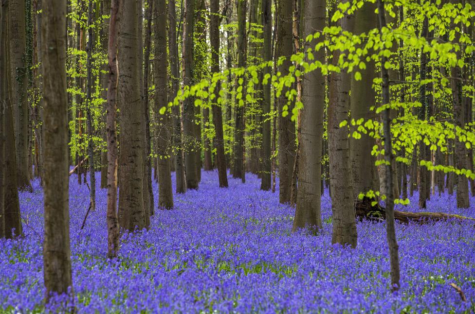 BELGIUM: Wild bluebells, which bloom around mid-April, turning the forest completely blue, form a carpet in the Hallerbos, also known as the 'Blue Forest', near the Belgian city of Halle, Belgium April 17, 2016. REUTERS/Yves Herman