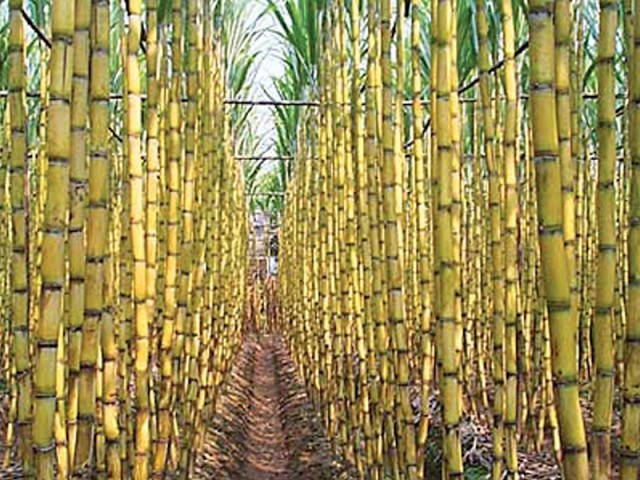 Image result for punjab sugarcane farming