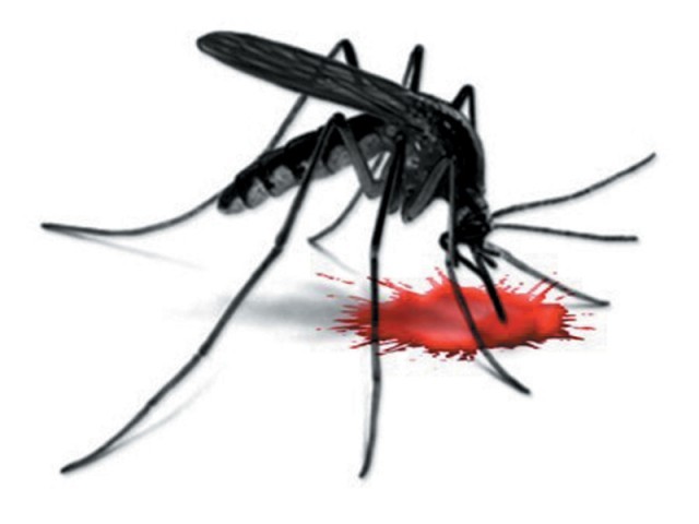 Dengue mosquito: ‘It likes stagnant water whether clean or ...