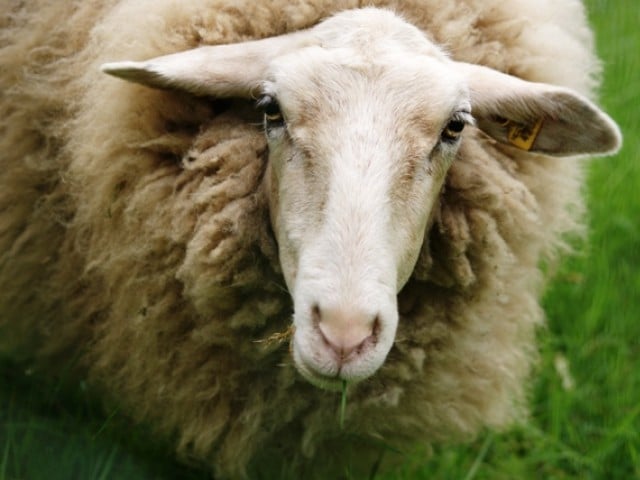 No trace of disease in imported Australian sheep: diplomat | The ...