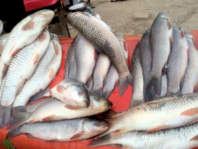 Damming of rivers, overfishing have endangered mahsher | The Express ...