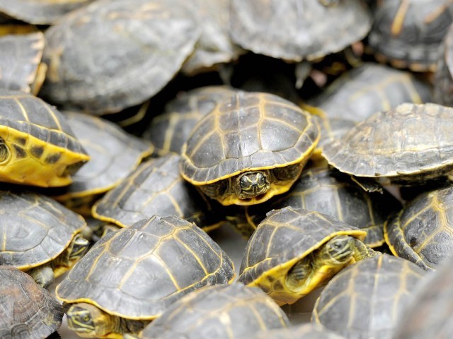 Bid to smuggle 320 rare species of turtles foiled | The Express Tribune