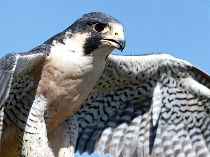 Endangered Species Illegal Trade Of Saker Falcons A Booming