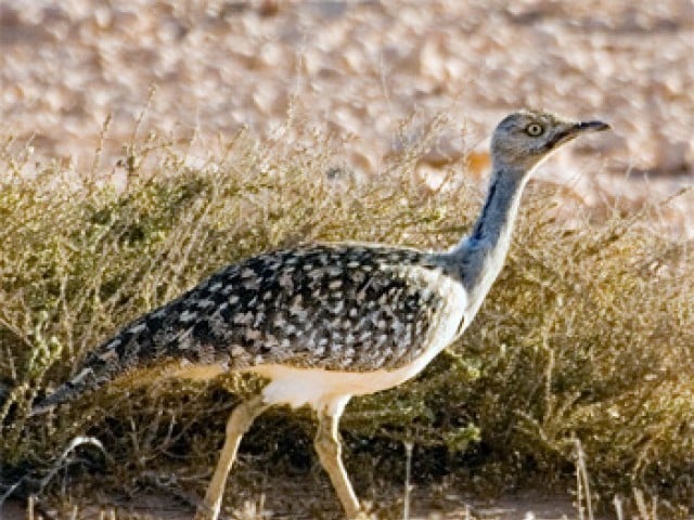 Conservation: LHC extends ban on houbara bustards - The Express Tribune