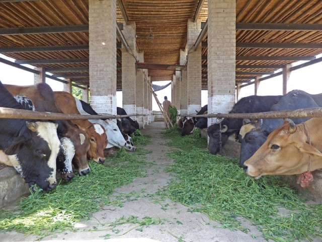 Dairy hubs, training sessions transform farming in ...