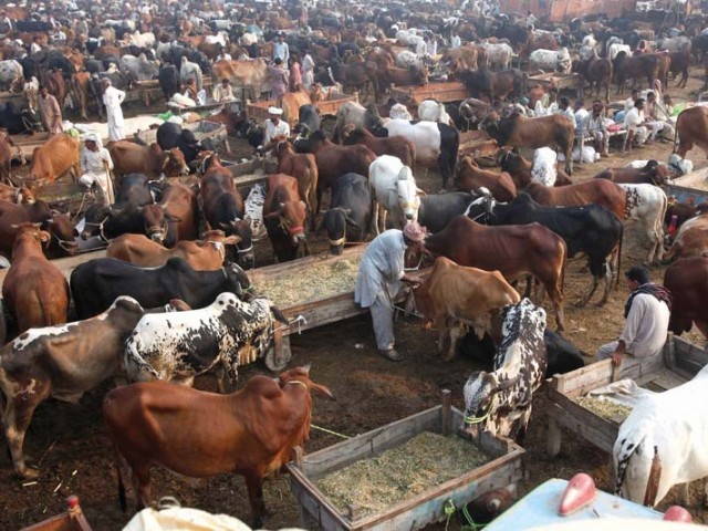 Image result for cattle sold in animal market