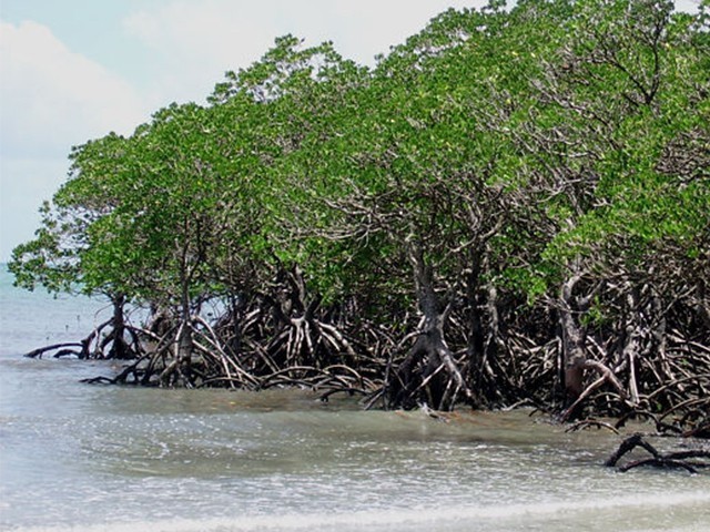 Karachi's mangroves, defence against storms and tsunamis, threatened ...