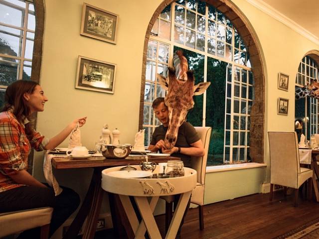 You can now dine with giraffes in Kenya | The Express Tribune