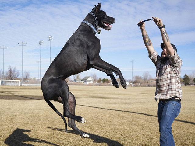 Is this 7-feet-tall Great Dane the world's tallest dog ...