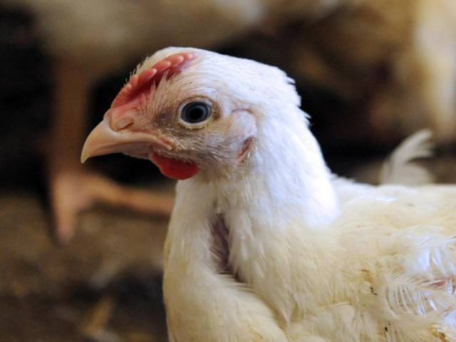 Food safety: Chicken shop sealed over poor hygiene | The Express Tribune