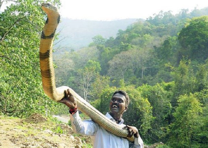 Video This Fearless Indian Man Catches King Cobra Like A Boss