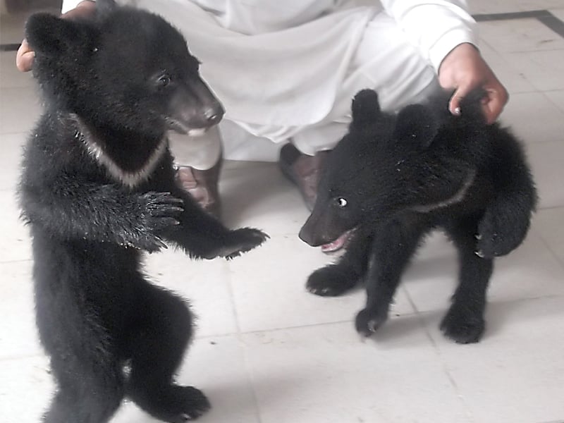 black bear cub transferred to sanctuary