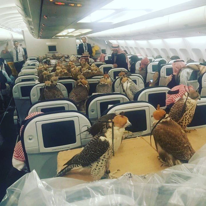 reddit user says 80 hawks had been brought onto the plane with their wings tied so they could not fly around photo reddit