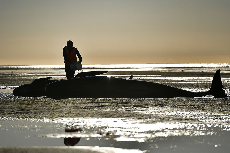 This picture taken shows a volunteer caring for a pilot whale during a mass stranding at Farewell Spit. Most of the more than 200 whales that became stranded on New Zealand's notorious Farewell Spit on the weekend have been able to refloat themselves, conservation officials said. PHOTO: AFP