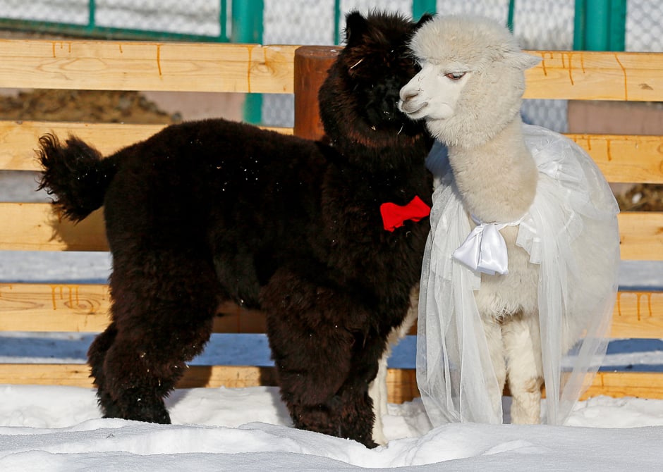 Young alpacas, male Romeo (L) and female Juliette, walk inside their open air enclosure as employees congratulate coupled animals on Valentine's Day at the Roev Ruchey Zoo in Krasnoyarsk, Russia. PHOTO: REUTERS
