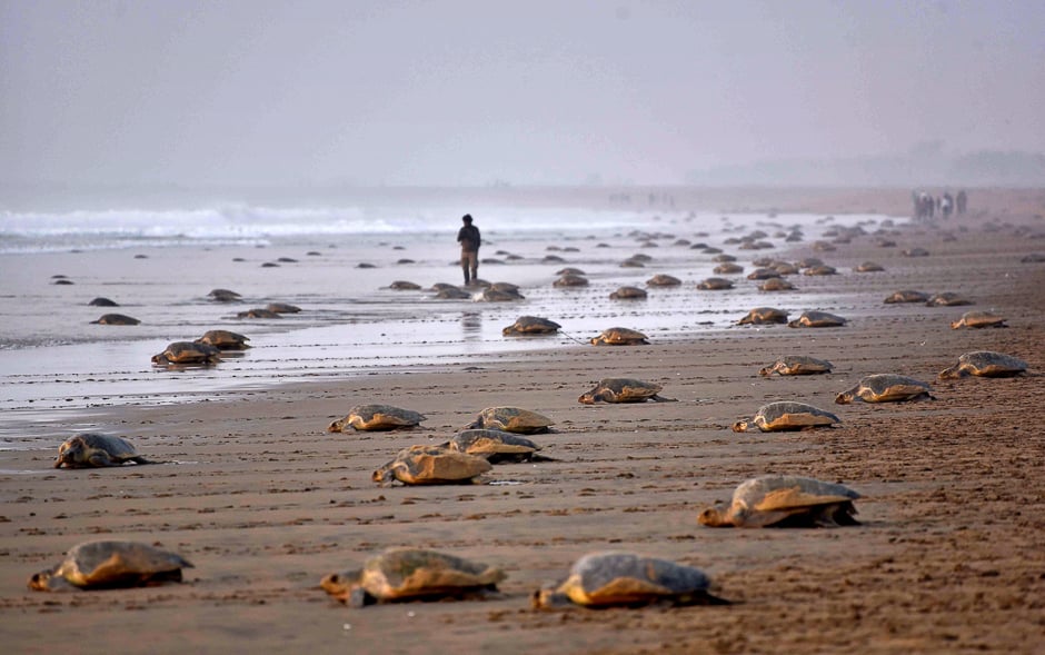 Olive Ridley Turtles (Lepidochelys olivacea) return to the sea after laying their eggs in the sand at Rushikulya Beach, some 140 kilometres (88 miles) south-west of Bhubaneswar. PHOTO: AFP