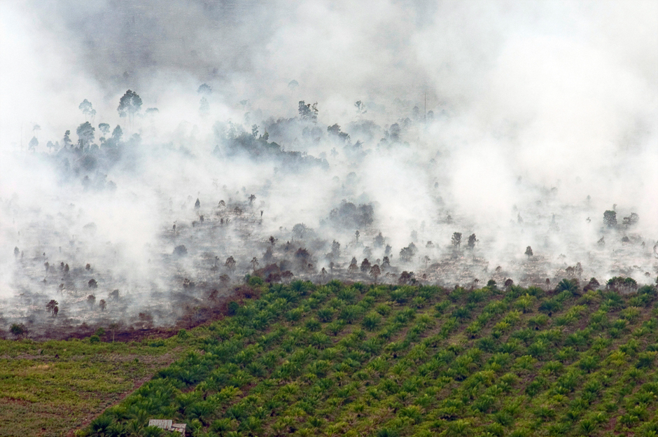 Forest fire as seen near palm oil plantation at Tanah Putih district in Rokan Hilir, Indonesia Riau province. PHOTO: REUTERS 
