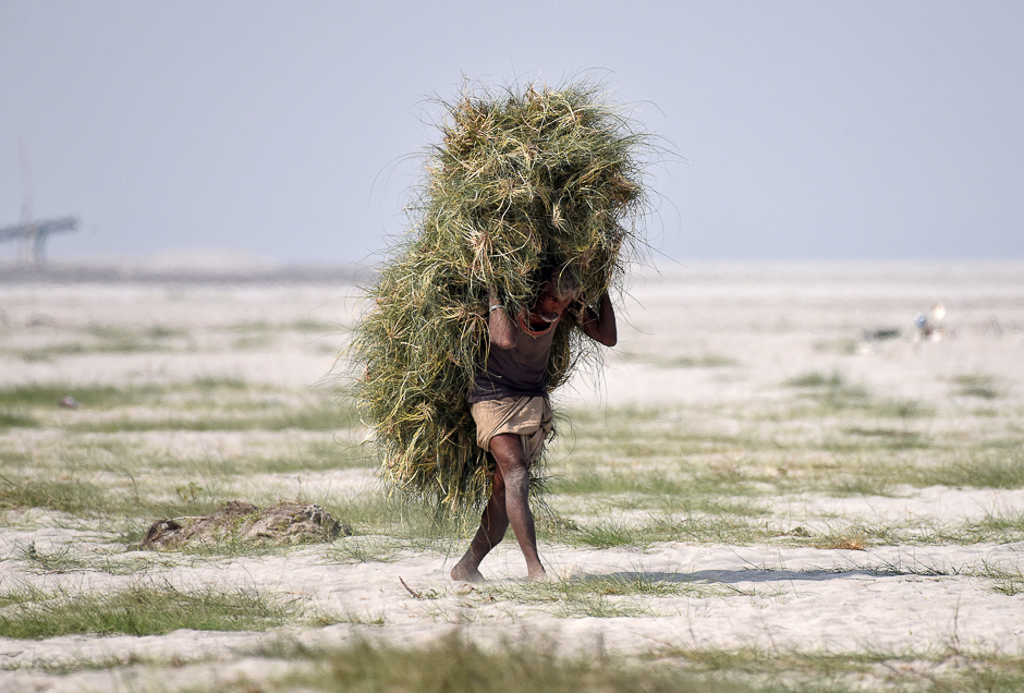 A man carries grass to feed his cattle, on the banks of the river Brahmaputra in Guwahati, India. PHOTO: REUTERS