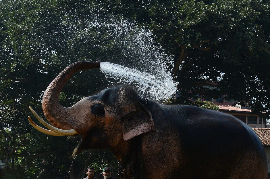 An elephant sprays itself with water ahead of a religious procession in Colombo. PHOTO: AFP