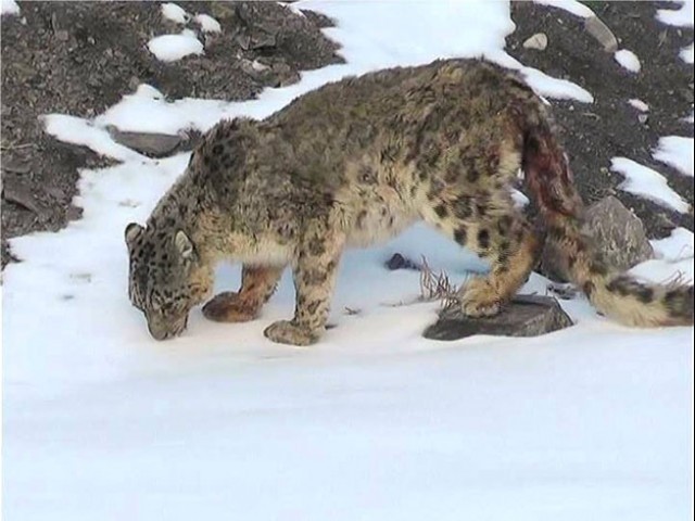 According to a study by WWF-Pakistan, warmer temperatures are shrinking the snow leopard habitat, pushing it towards extinction every day. With on top of food-chain, the remaining small and fragmented population of snow leopard is estimated to be between 200-400 in Pakistan. PHOTO: SHABBIR MIR/EXPRESS