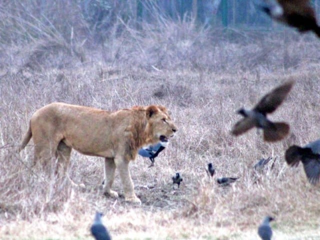 A lioness on the lookout for food in its enclosure. An employee of the zoo safari shows different species of parrots. A deer grazes in a field at the safari. A white tiger walks inside a cage. PHOTO: ABID NAWAZ/EXPRESS